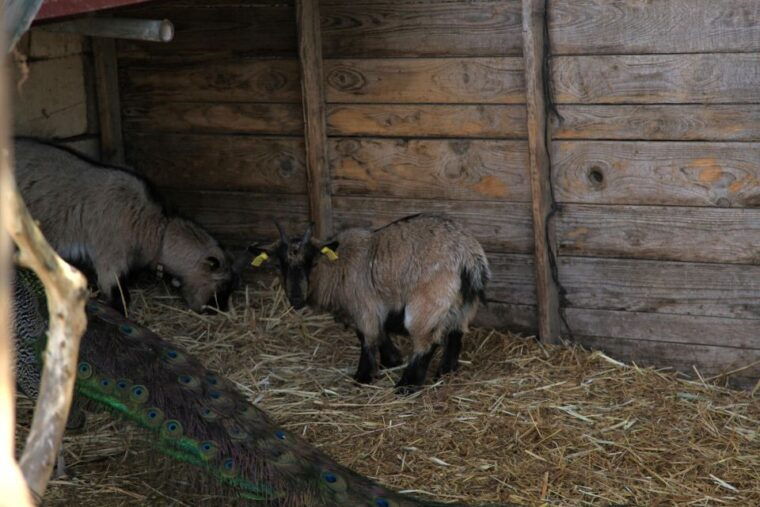 the-limestone-heritage-park-and-gardens-entry-ticket