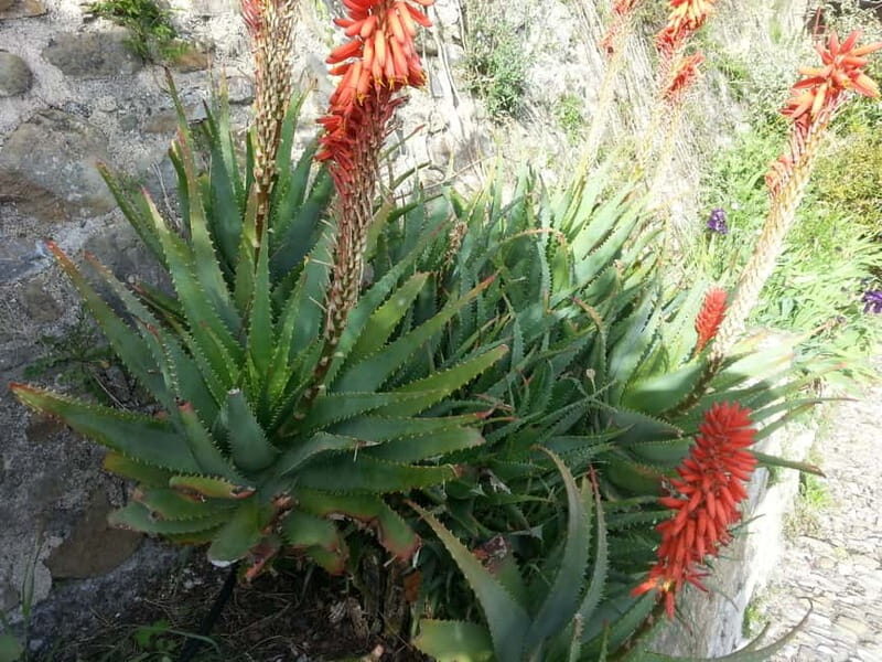 The Magic of the French Riviera: Full-Day Guided Tour - Who Would Love This Tour?
