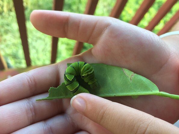The Maui Butterfly Farm Tour - An In-Depth Look at the Maui Butterfly Farm Tour