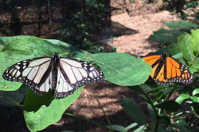The Maui Butterfly Farm Tour - FAQ: Your Questions Answered