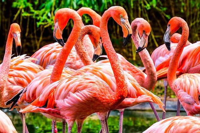 the-miami-sightseeing-day-pass-35-sun-soaked-attractions-tours