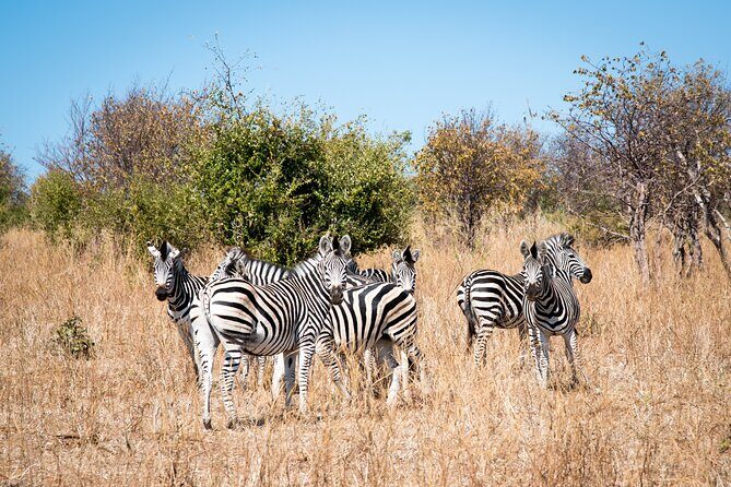 The Mosi oa Tunya National Park Game Drive - An Overview of the Experience