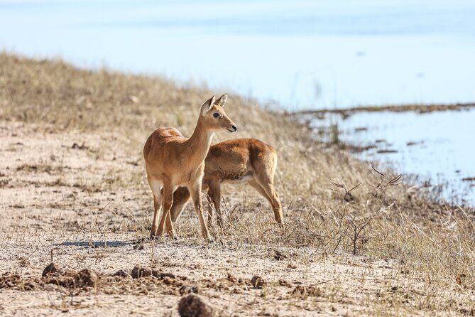 The Mosi oa Tunya National Park Game Drive - Authentic Insights from Reviews