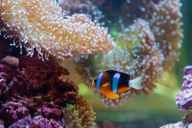 The National Aquarium Abu Dhabi Admission Tickets - Who Will Love This Tour?