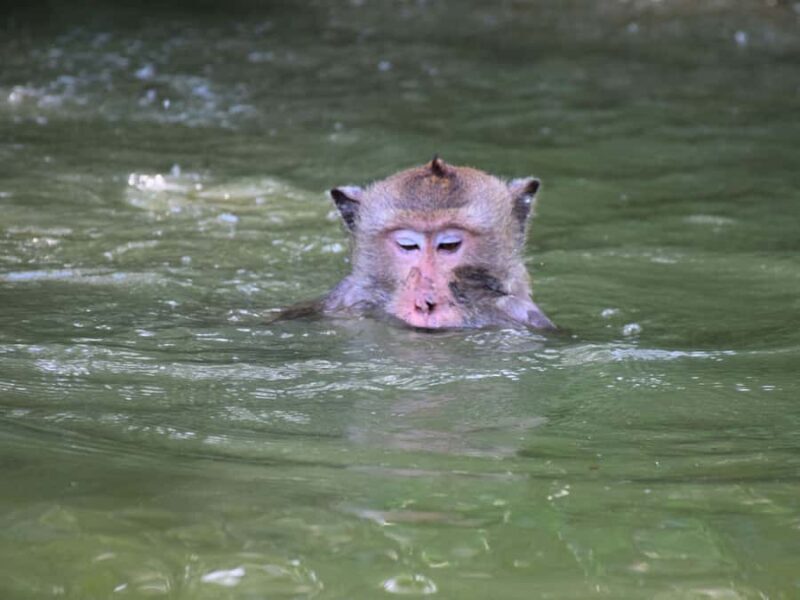The Nature BKK: Boat to Mangrove & Train to Maeklong Market - Practical Details and Tips