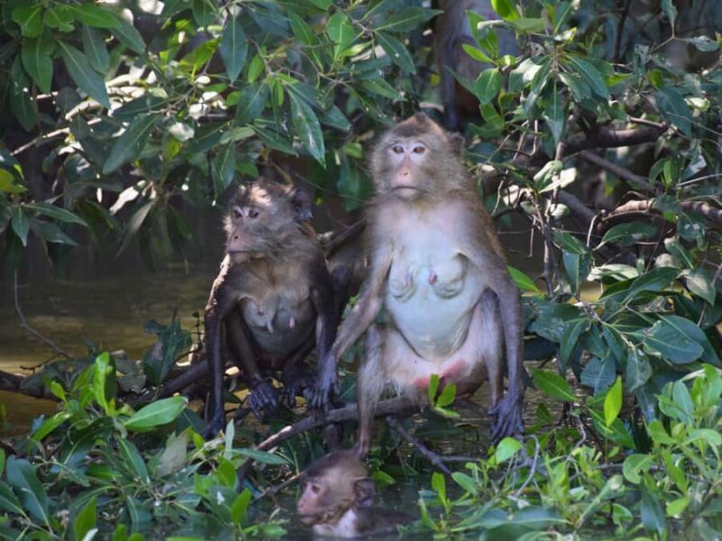 The Nature BKK: Boat to Mangrove & Train to Maeklong Market - FAQ