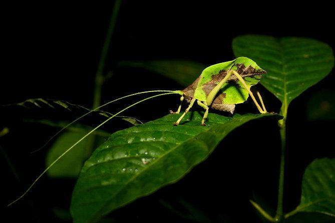 the-night-tour-with-tracie-the-bug-lady