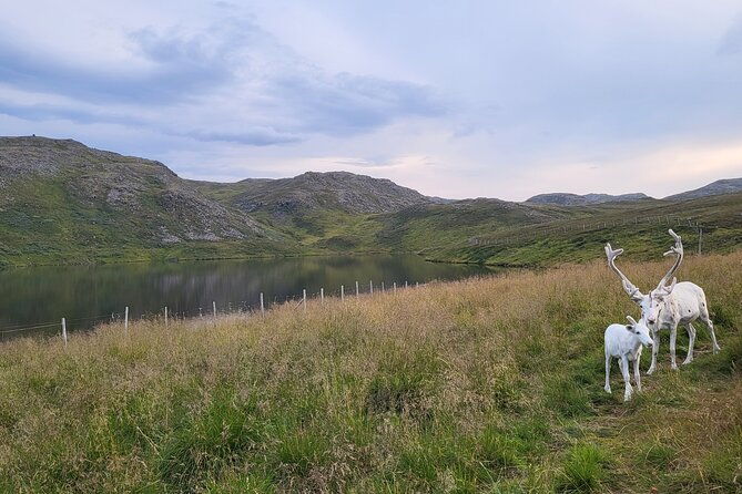 the-north-cape-and-the-king-crab