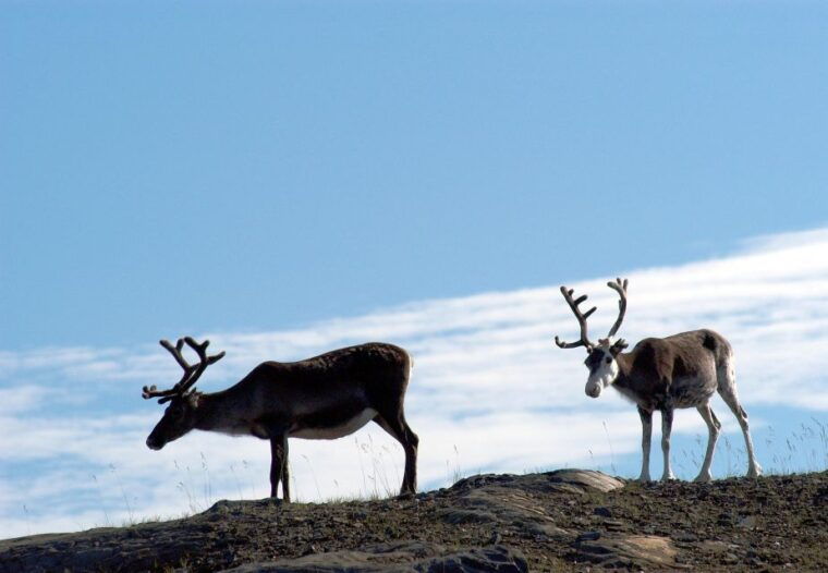 the-north-cape-midnight-tour