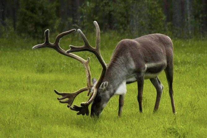 The North Cape, Reindeer and Sami Families Tour - Final Thoughts: Who Should Consider This Tour?