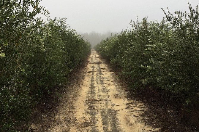 the-olive-grove-tour