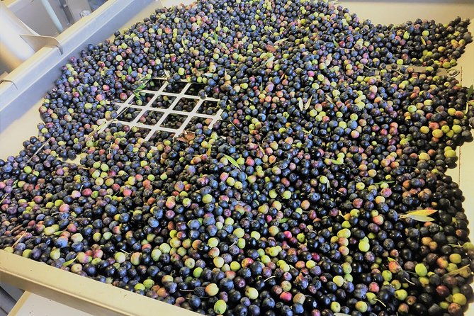 the-olive-grove-tour