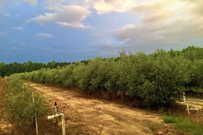 the-olive-grove-tour