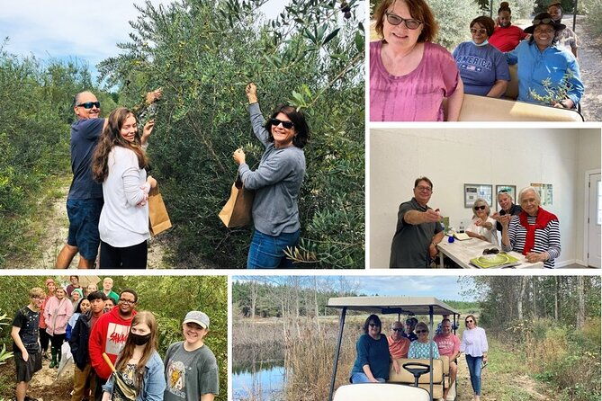 the-olive-grove-tour