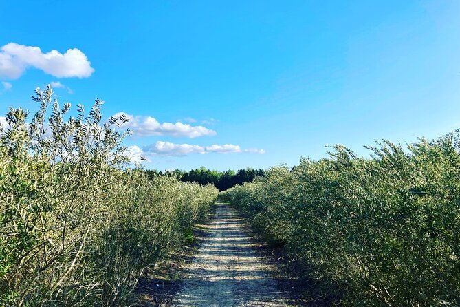 the-olive-grove-tour
