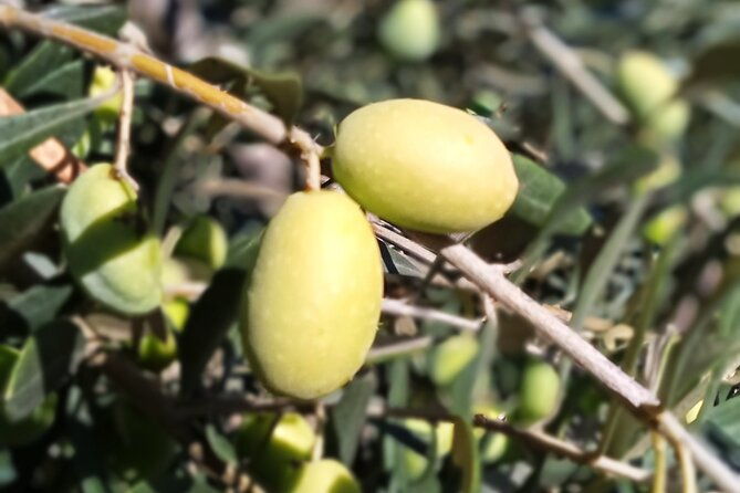 the-olive-oil-experience-lefkada-micro-farm-2