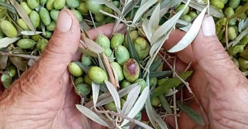 the-olive-oil-experience-lefkada-micro-farm-3