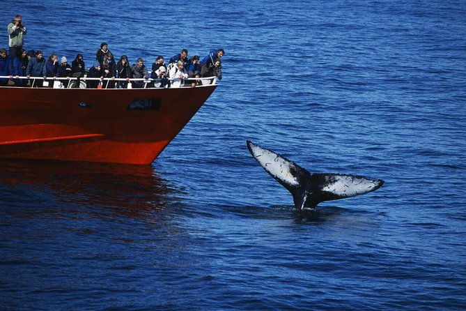 the-original-classic-whale-watching-from-reykjavik