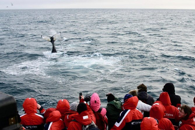 the-original-classic-whale-watching-from-reykjavik
