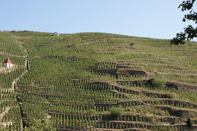 the-original-syrah-wine-tour-200-pm-630-pm-small-group-tour-from-lyon-2