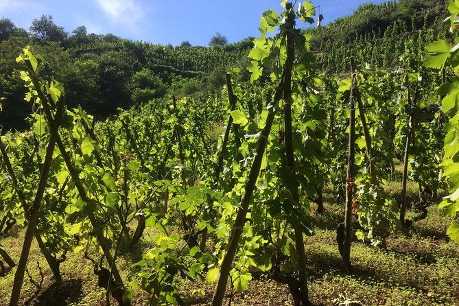 the-original-syrah-wine-tour-200-pm-630-pm-small-group-tour-from-lyon-2