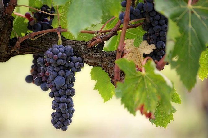 the-original-syrah-wine-tour-900-am-130-pm-small-group-tours-from-lyon