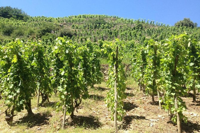 the-original-syrah-wine-tour-900-am-130-pm-small-group-tours-from-lyon