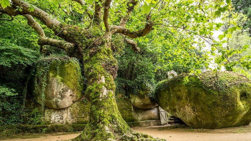 The Other Side of Sintra - Forgotten Woods Tour - Transport & Logistics: Ease and Comfort