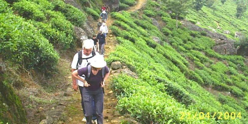 the-pekoe-trail-stage-12-trekking-fm-udaweriya-to-haputale