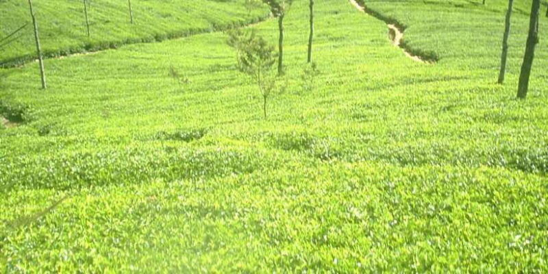 the-pekoe-trail-stage-14st-catherine-to-makulella