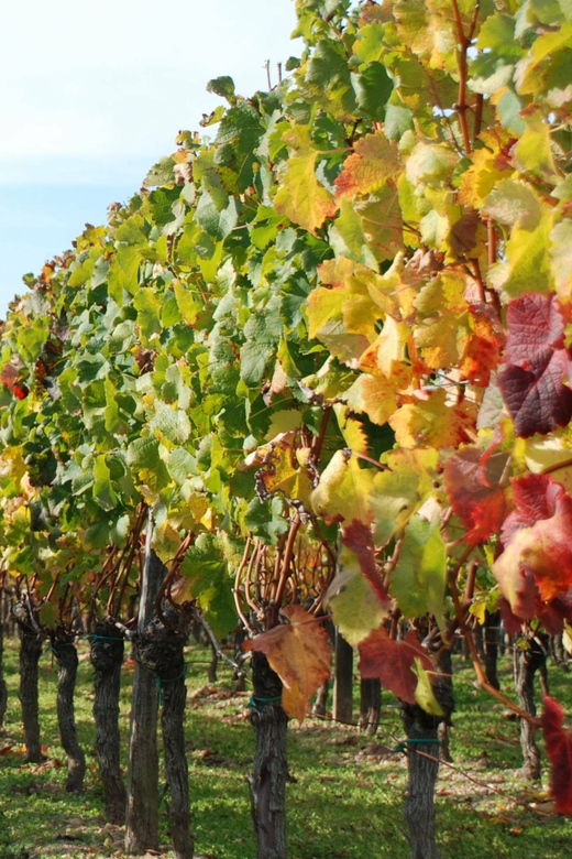 the-penedes-cava-winery-small-group-tour