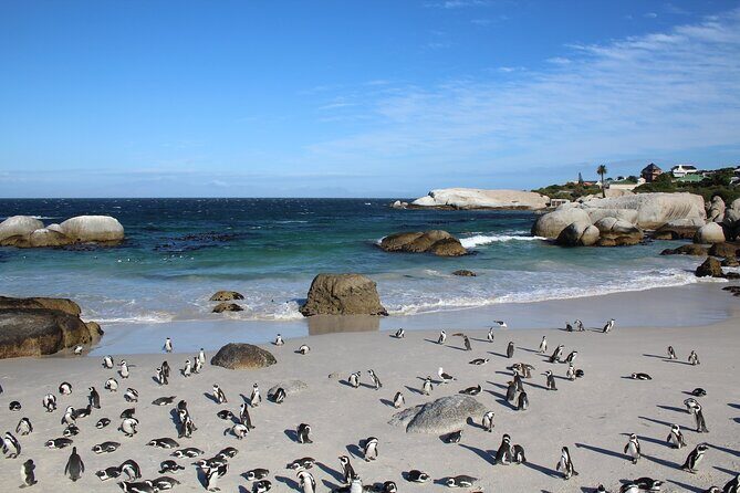 The Peninsula and Cape of Good Hope Full Day Tour in Cape Town - Final Thoughts