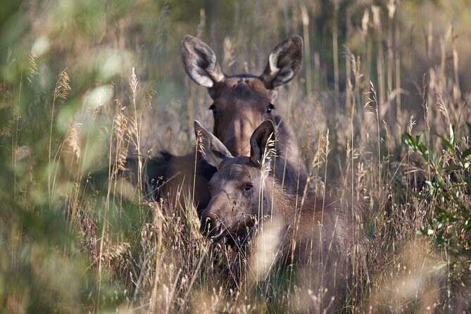 The Premier Wildlife Tours in Rocky Mountain National Park - Engaging Meta Description