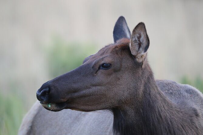 The Premier Wildlife Tours in Rocky Mountain National Park - Introduction