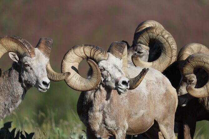 The Premier Wildlife Tours in Rocky Mountain National Park - Practical Details