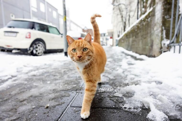 the-private-reykjavik-catwalk