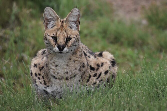 The Private Wildlife Tour - The Itinerary: Focused and Friendly