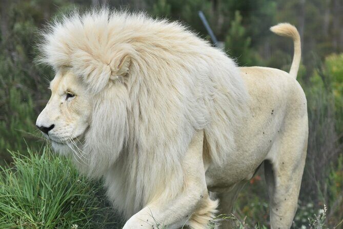The Private Wildlife Tour - Learning About South African Wildlife