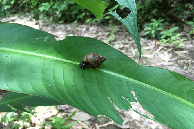 the-rain-forest-surroundings-lunch