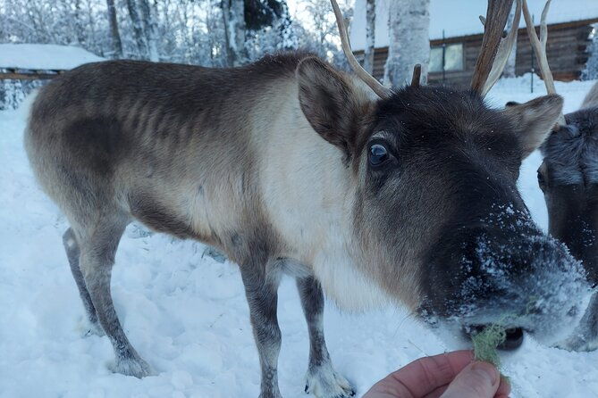 the-reindeer-grove-homestead-tour-and-forage-2