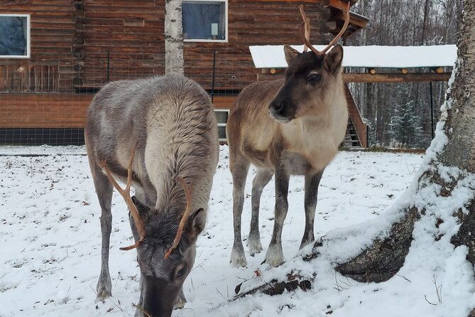 the-reindeer-grove-homestead-tour-and-forage