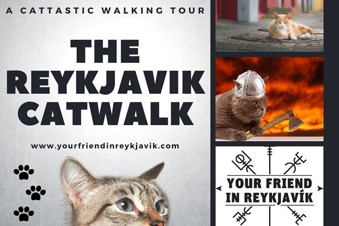 the-reykjavik-cat-walking-tour