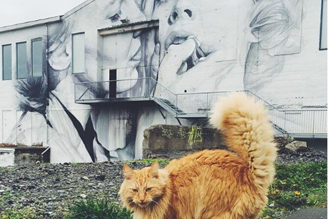 the-reykjavik-cat-walking-tour