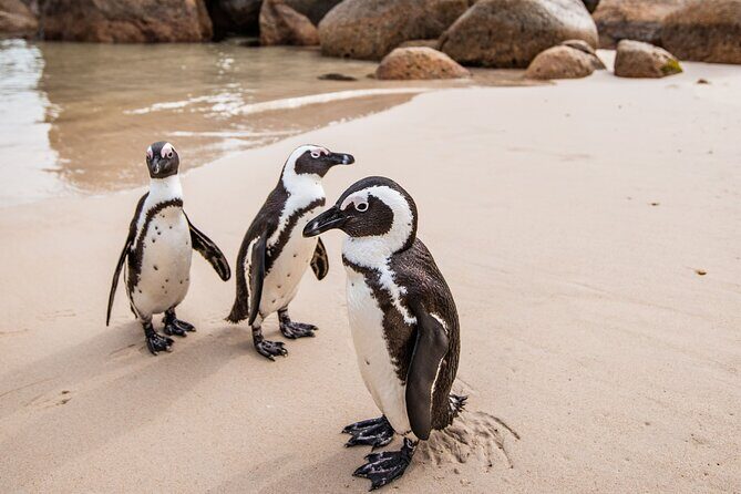 The Road Trip (Cape Point and Penguins) - An In-Depth Look at the Experience