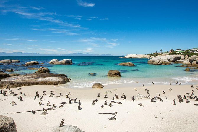 The Road Trip (Cape Point & Penguins) - Private Tour - Practical Details and Value