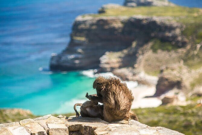 The Road Trip (Cape Point & Penguins) - Private Tour - Why This Tour Works Well