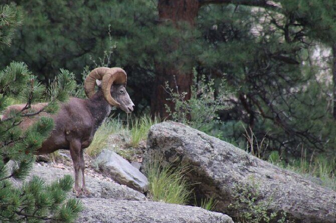 The Rocky Mountain National Park Safari Tour - Itinerary Breakdown: What You Can Expect