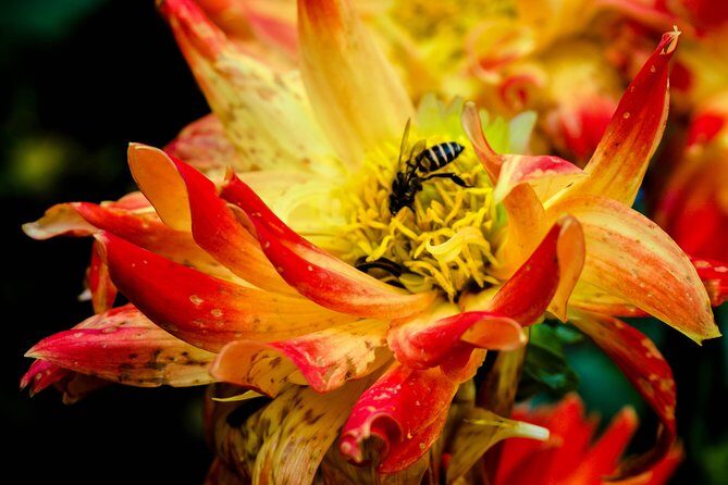 The Royal Projects and Minorities of Doi Tung - Who Will Appreciate This Tour Most?