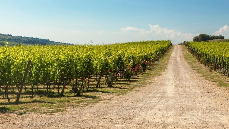 the-sala-del-torriano-wine-experience