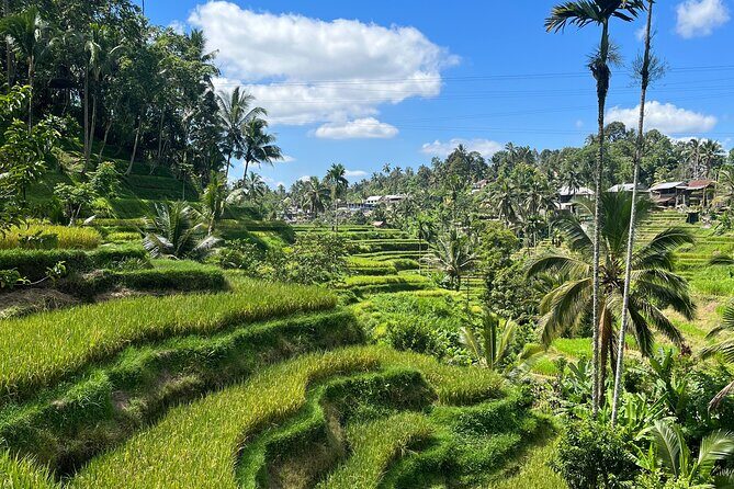 The scenery of the swamp is intertwined with the cultural life of Bali - Exploring Bali’s Natural Wonders and Cultural Gems